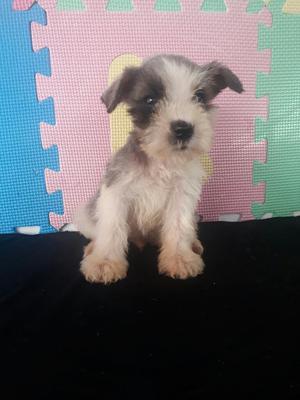 Lindo Schnauzer Miniatura Parti Color