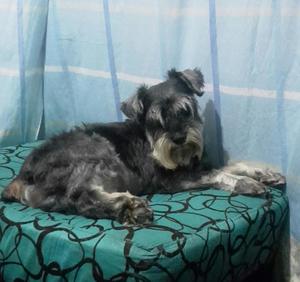 PERRITO SCHNAUZER BUSCA NOVIA