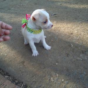 Pincher Chihuahua. Macho
