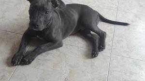 Pitbull Gris Blu