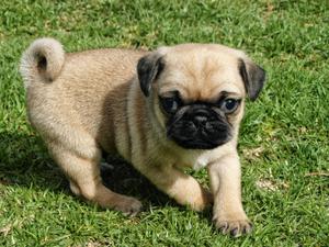 Pug de tres mese