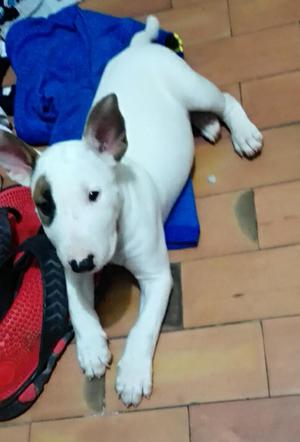 Se Vende Bull Terrier Hembra