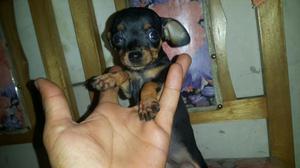 Se Venden Cachorros Pinchers