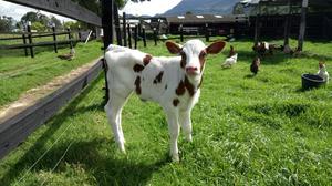 Ternera Holstein