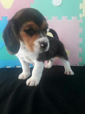 Vendo Bellos Beagles