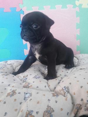 Vendo Bellos Pug Negro Originales