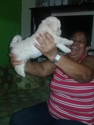 Vendo Cachorros French Poodle