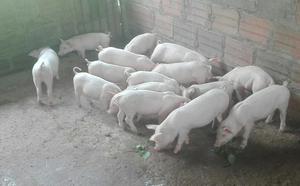 Vendo Lote de 15 Cerdos Destetos