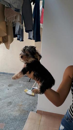 Vendo Perrita Yorksheri Terrier