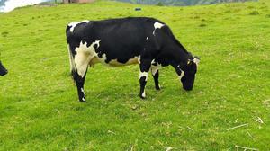 Vendo Vaca Holstein