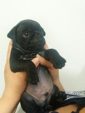 Venta de Hermosos Pug