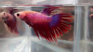 Venta pez betta