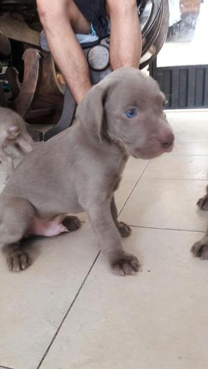 Weimaraner Bellos