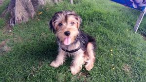 Yorkshire Terrier Macho