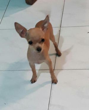 chihuahua macho 3 mesess