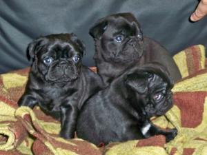 hermosos pug negros originales