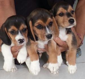 vendo cachorros beagle vacunados y desparasitados en 