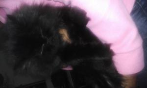 vendo gata persa negra de 9 meses