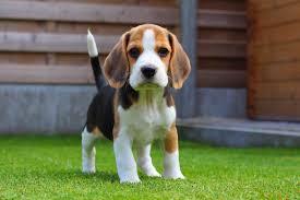 vendo una beagle hermosa