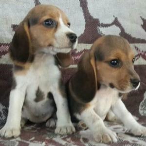 Beagles Hermosos