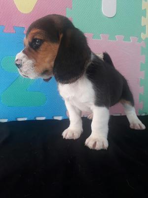 Beagles Miniatura Excelente Macho en Ven