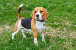 Busco Perro en Adopcion Beagle