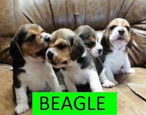 CACHORROS BEAGLES EN VENTA¨¨¨¨