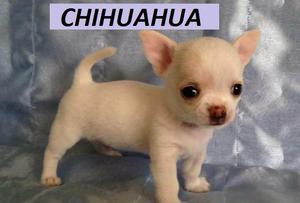 CACHORROS CHIHUAHUAS EN VENTA!!!!!