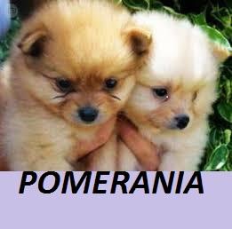 CACHORROS POMERANIA EN VENTA!!!!!!