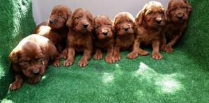 CACHORROS SETTER IRLANDES Y MAS RAZAS