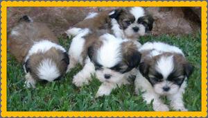 CACHORROS SHIH TZU EN VENTA°°°°°°°