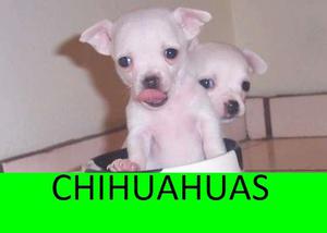 CHIHUAHUAS DORADOS EN VENTA***