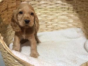 COCKER SPANIEL GOLDEN RETRIEVER MINITOY PINCHER BOLSILLERO