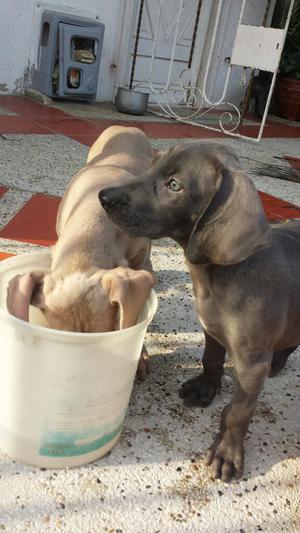 Cachorra raza weimaraner