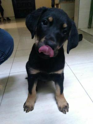 Cachorro Rottweiler