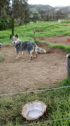 Cachorros Australian Cattle Dog