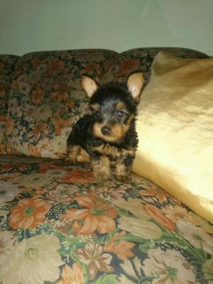 Cachorros Yorkshire Terrier Mini Bogota