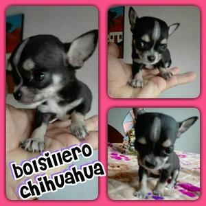 Chihuahua garantizado chihuahua macho!!!en colombia