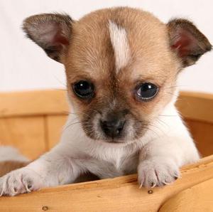 Chihuahuas para la venta