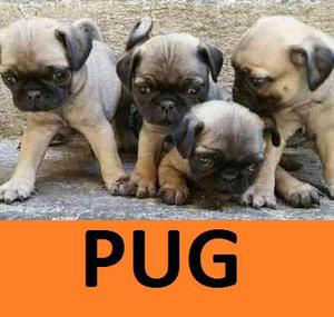 EN VENTA CACHORROS CARLINOS pug