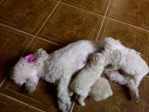 French poodle mini toy 3 hembras