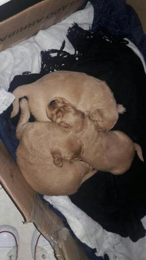 Golden Retriever en Venta