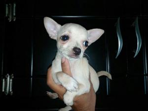 Hermosas Chihuahua Varatisimas