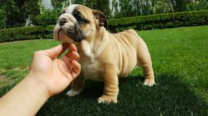 Hermoso Bulldog Ingles