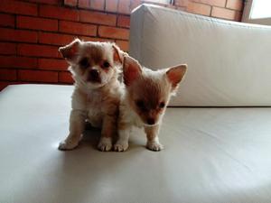 Hermosos Chihuahuas