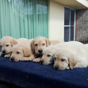 Hermosos Labradores