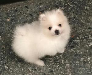 Hermosos Pomeranian