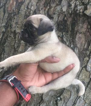 Hermosos Pug Carlinos