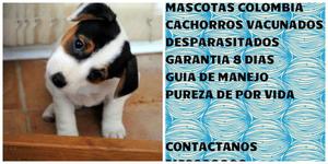 Jack Russell Puro Garantia