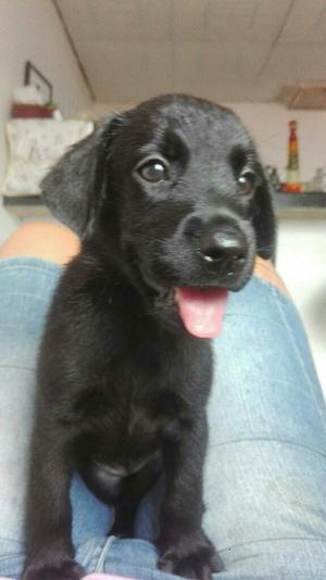 Labrador Negro